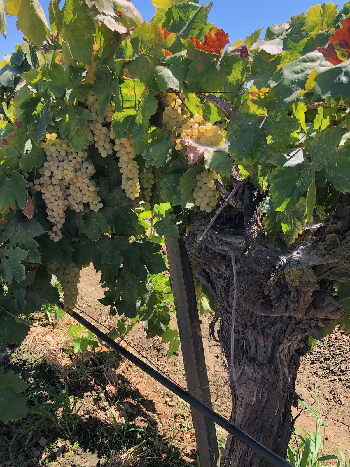 Organic grapes on the vine, grown for raisins